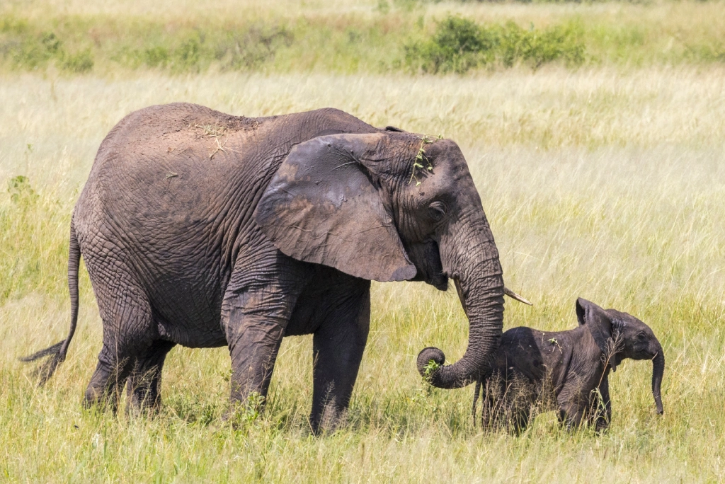 9-days-tanzania-safari-tarangire-3