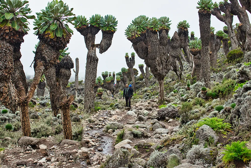 Kilimanjaro National Park