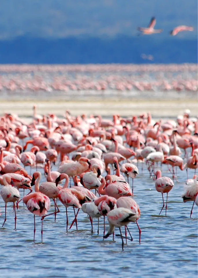 Lake Manyara National Park