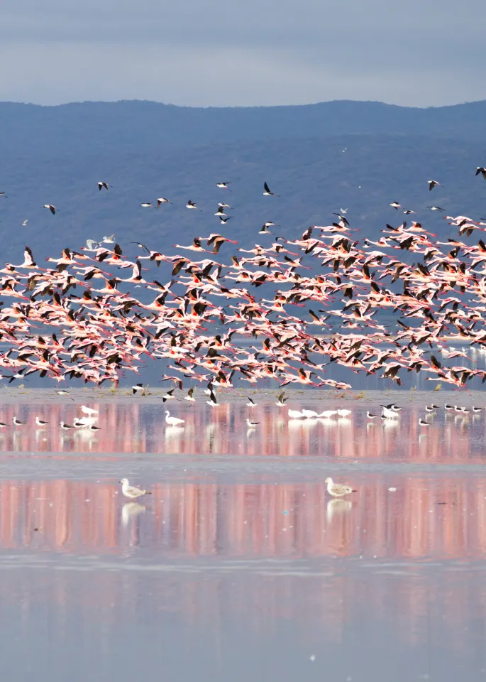 Lake Manyara National Park