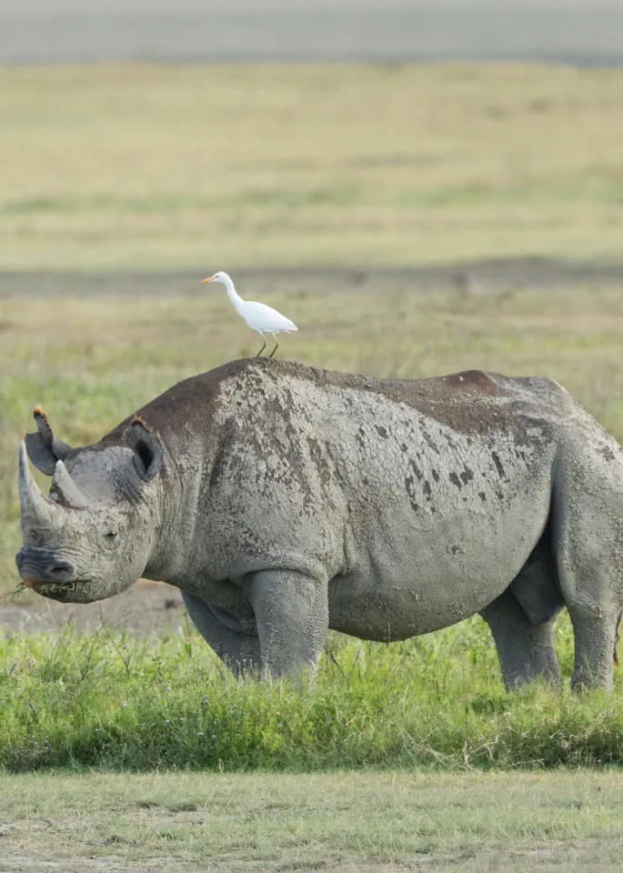 Ngorongoro Crater
