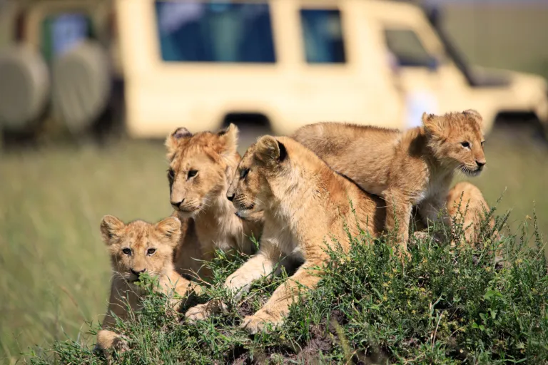 Tanzania Safari 2026