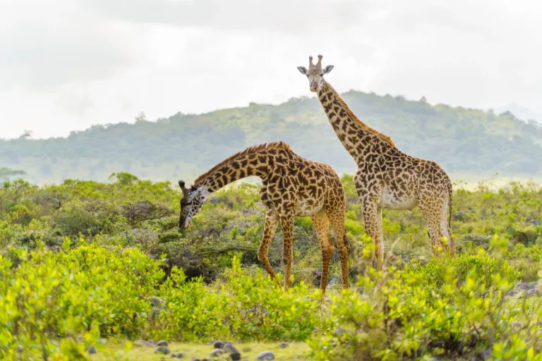 Tanzania National Parks