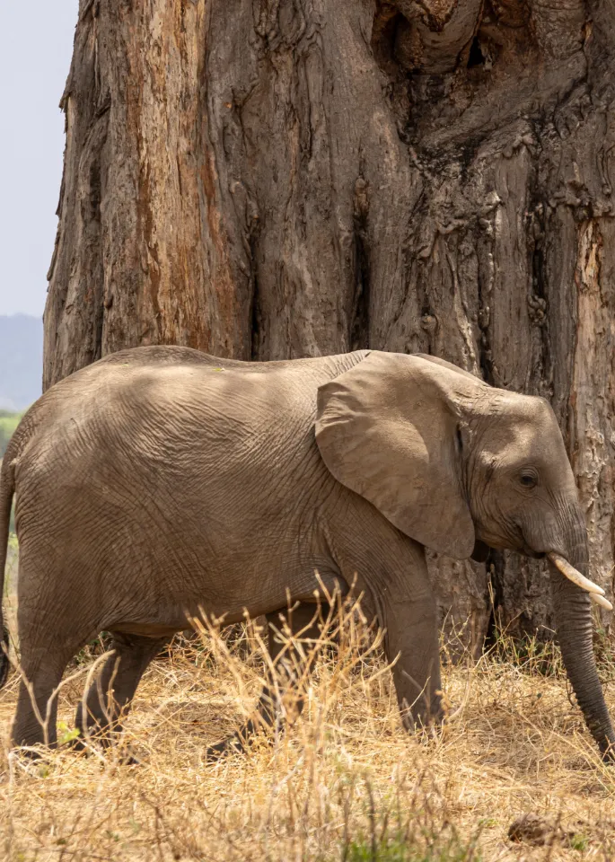 Tarangire-National Park
