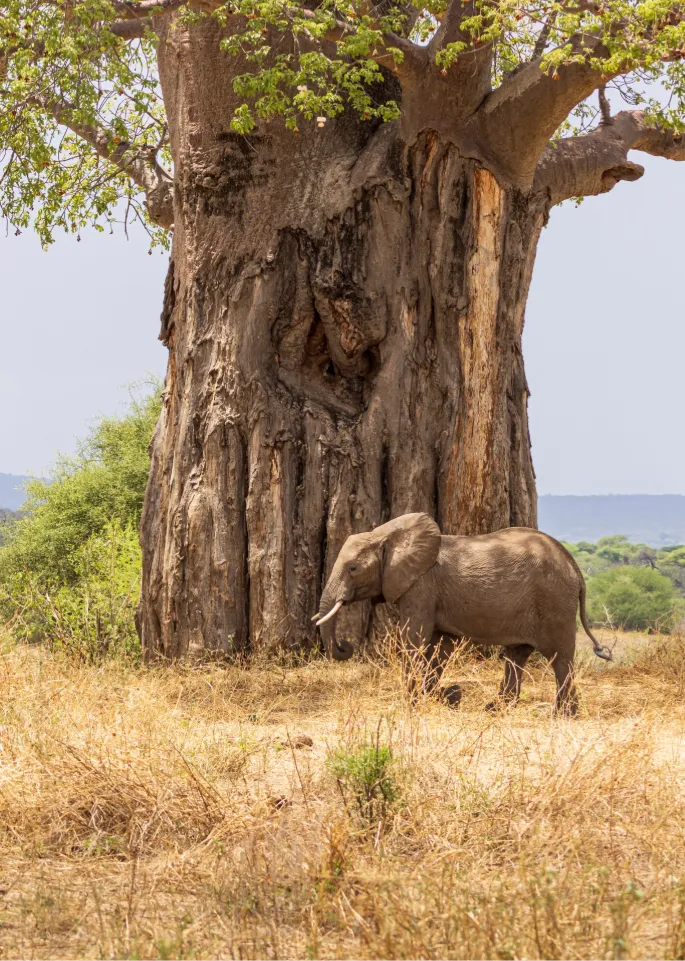 Tarangire-National Park