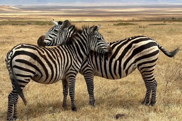 Tanzania Safari Tours