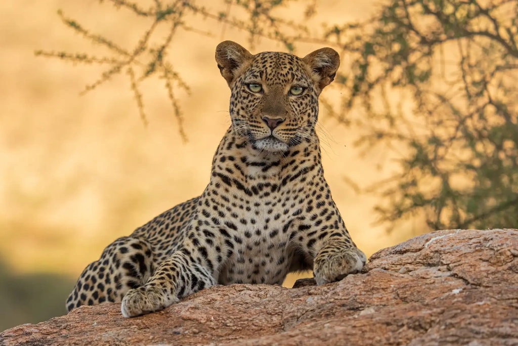 Samburu Game Reserve Wildlife