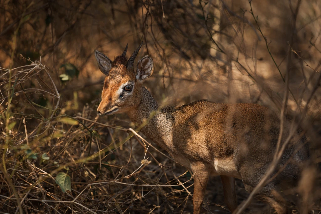 Wild Adventure in Tanzania