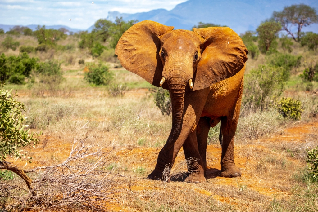 Tsavo East attractions