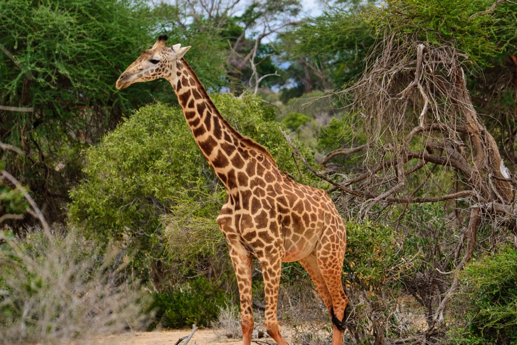 Tsavo West National Park Safari