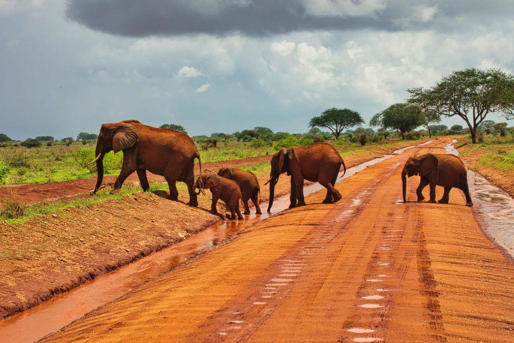 Tsavo West tours