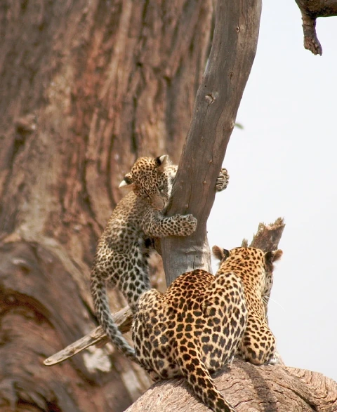 Best Time To Visit Tsavo West
