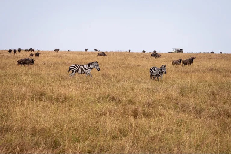 Tanzania Safari Travel