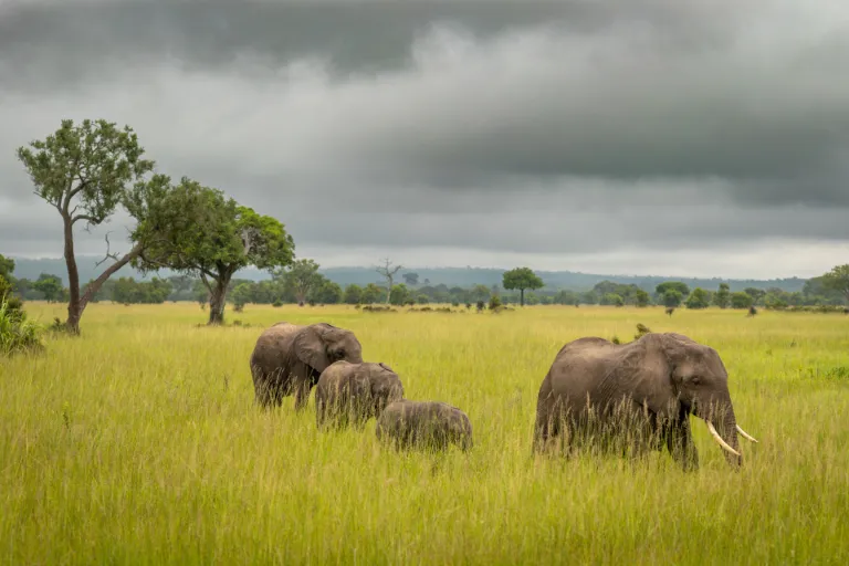 Tanzania Safari Travel