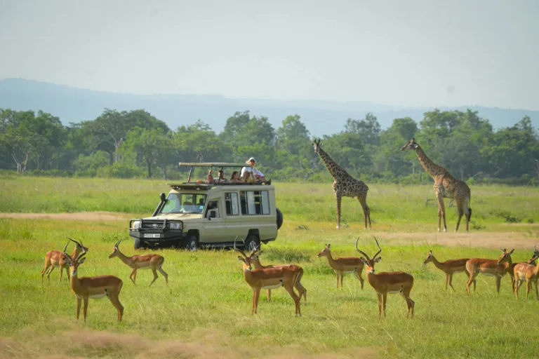 Tanzania Safari