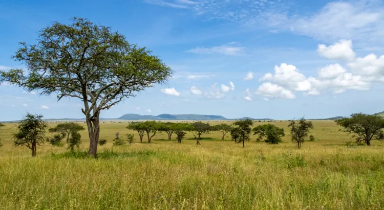 Great Wildebeest Migration 