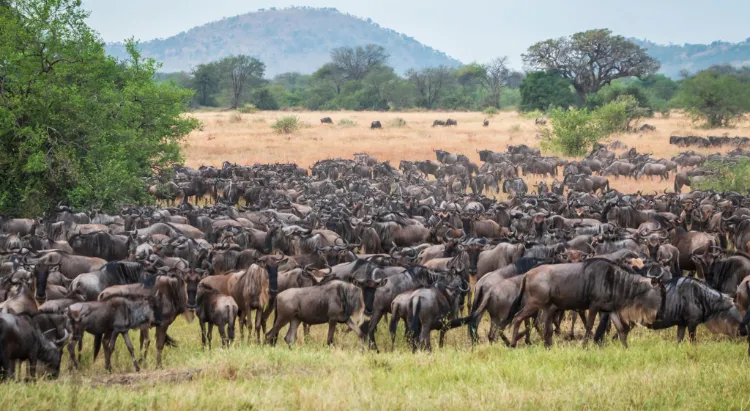 Serengeti Migration Safari