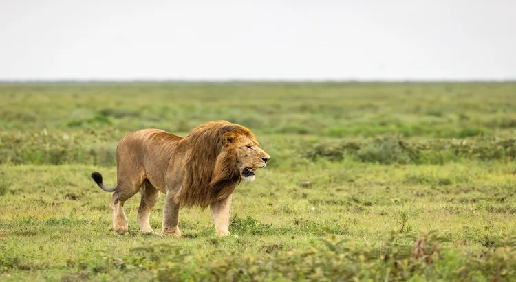Southern Serengeti Safari