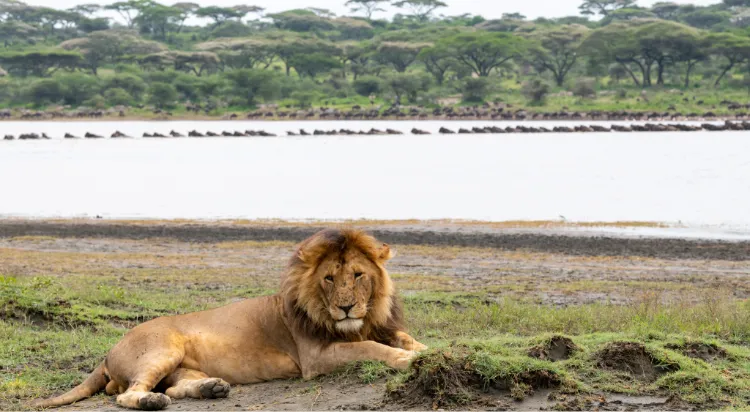 Southern Serengeti Safari