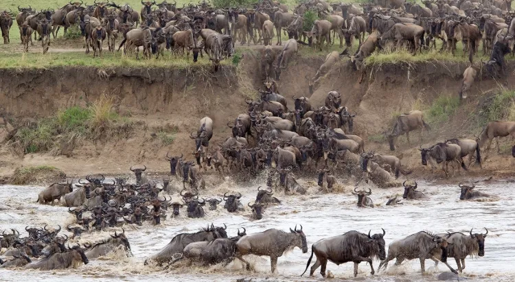 Northern Serengeti Safari