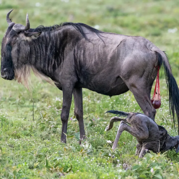 Serengeti Calving Season