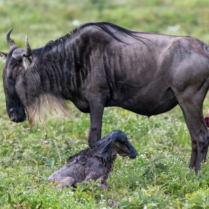 Serengeti Calving Season
