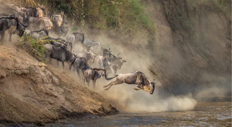 Great Migration Crossings 