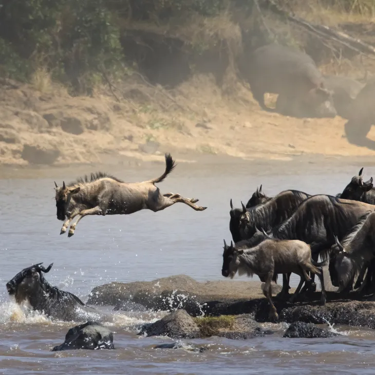 Northern Tanzania Safaris 