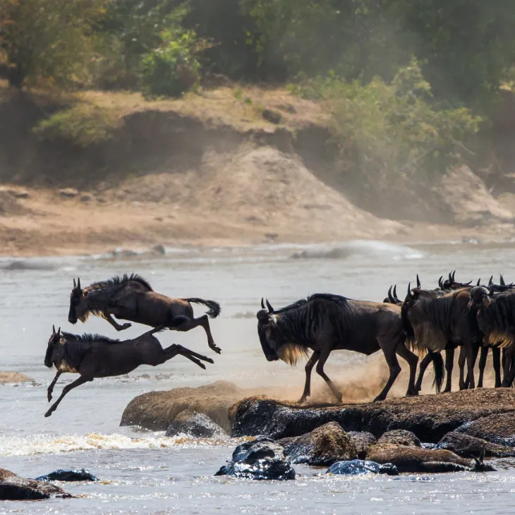 Northern Tanzania Safaris 