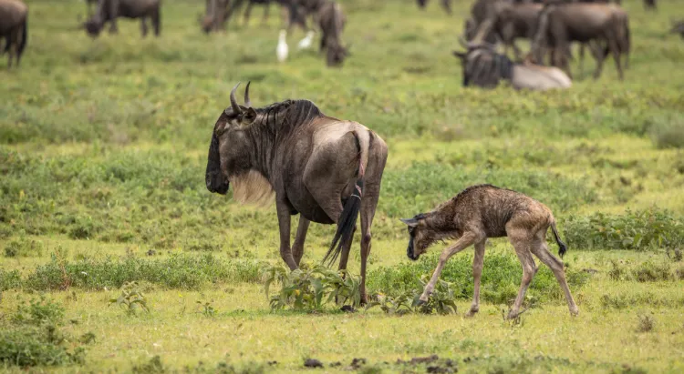 Tanzania Calving Season
